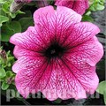 Петуния Daddy Orchid - 10 шт 10954 - фото 1203