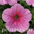 Петуния Daddy Pink - 10 шт 10956 - фото 1205