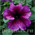 Петуния Daddy Sugar - 10 шт 10957 - фото 1206