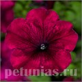 Петуния Duvet Burgundy - 5 шт 10959 - фото 1209