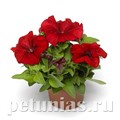 Петуния Duvet Red - 5 шт 10961 - фото 1211
