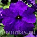 Петуния Eagle Blue - 10 шт 10964 - фото 1215