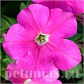Петуния Eagle Pink - 10 шт 10965 - фото 1216