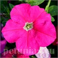 Петуния Eagle Rose - 10 шт 10967 - фото 1218