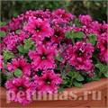 Петуния Espresso Frappe Rose - 10 шт 10970 - фото 1222