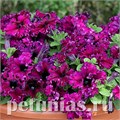 Петуния Espresso Frappe Ruby - 10 шт 10971 - фото 1223