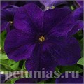 Петуния Ez Rider Blue - 5 шт 10972 - фото 1225