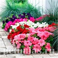 Петуния Ez Rider Deep Pink - 5 шт 10973 - фото 1226