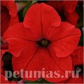Петуния Ez Rider Red Improved - 5 шт 10975 - фото 1228