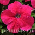 Петуния Ez Rider Rose - 5 шт 10976 - фото 1229