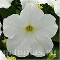 Петуния Ez Rider White - 5 шт 10978 - фото 1231