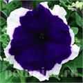 Петуния Frost Blue - 10 шт 10979 - фото 1233