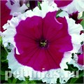 Петуния Frost Cherry - 10 шт 10980 - фото 1234
