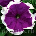 Петуния Frost Velvet - 10 шт 10982 - фото 1236