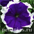 Петуния Hulahoop Blue - 25 шт 10983 - фото 1238