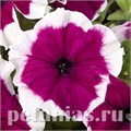 Петуния Hulahoop Burgundy - 25 шт 10984 - фото 1239