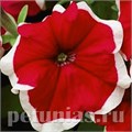 Петуния Hulahoop Red - 25 шт 10985 - фото 1240