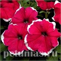 Петуния Hulahoop Rose - 25 шт 10986 - фото 1241