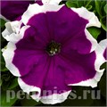 Петуния Hulahoop Velvet - 25 шт 10987 - фото 1242