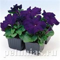 Петуния Limbo GP Blue - 10 шт 10988 - фото 1245