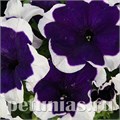 Петуния Limbo GP Blue Picotee - 10 СЕМЯН 10989 - фото 1246
