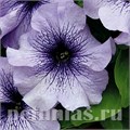 Петуния Limbo GP Blue Veined - 10 шт 10990 - фото 1247