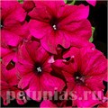 Петуния Limbo GP Burgundy - 10 шт 10991 - фото 1248