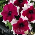 Петуния Limbo GP Burgundy Picotee - 10 шт 10992 - фото 1249