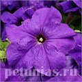 Петуния Limbo GP Mid Blue - 10 шт 10994 - фото 1251