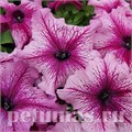 Петуния Limbo GP Orchid Veined - 10 шт 10995 - фото 1252