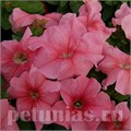 Петуния Limbo GP Peach - 10 шт 10996 - фото 1253