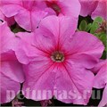 Петуния Limbo GP Pink - 10 шт 10997 - фото 1254
