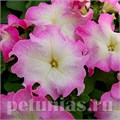 Петуния Limbo GP Pink Morn - 10 шт 10998 - фото 1255