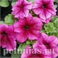 Петуния Limbo GP Plum - 10 шт 10999 - фото 1256