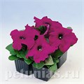 Петуния Limbo GP Purple - 10 шт 11000 - фото 1257