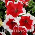 Петуния Limbo GP Red Picotee - 10 шт 11002 - фото 1259