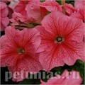 Петуния Limbo GP Red Veined - 10 шт 11003 - фото 1260