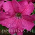 Петуния Limbo GP Rose - 10 шт 11004 - фото 1261