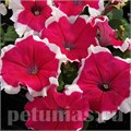 Петуния Limbo GP Rose Picotee - 10 шт 11006 - фото 1263