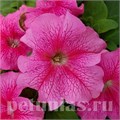 Петуния Limbo GP Rose Veined - 10 шт 11007 - фото 1264