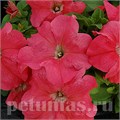 Петуния Limbo GP Salmon - 10 шт 11008 - фото 1265