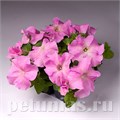 Петуния Limbo Sweet Pink - 10 шт 11012 - фото 1269