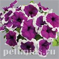 Петуния Limbo GP Violet Picotee - 10 шт 11014 - фото 1271