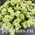 Петуния Limbo GP Yellow Lime - 10 шт 11016 - фото 1273