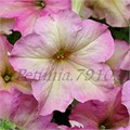 Петуния Sophistica Antiqua Shades - 5 шт 11017 - фото 1275