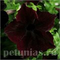Петуния Sophistica Blackberry - 5 шт 11018 - фото 1276