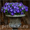 Петуния Sophistica Blue Morn - 5 шт 11019 - фото 1277