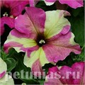 Петуния Sophistica Lime Bicolor - 5 шт 11020 - фото 1278