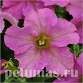 Петуния Sophistica Twilight - 5 шт 11022 - фото 1280