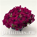 Петуния SUCCESS! 360° Burgundy - 10 шт 11024 - фото 1283